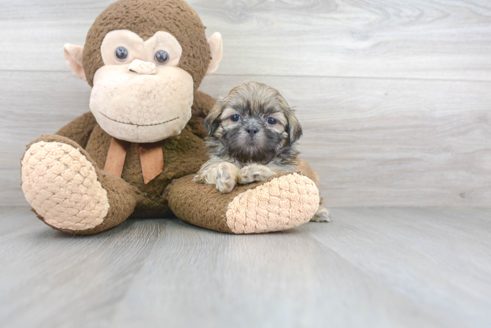 Shih Tzu Pup Being Cute