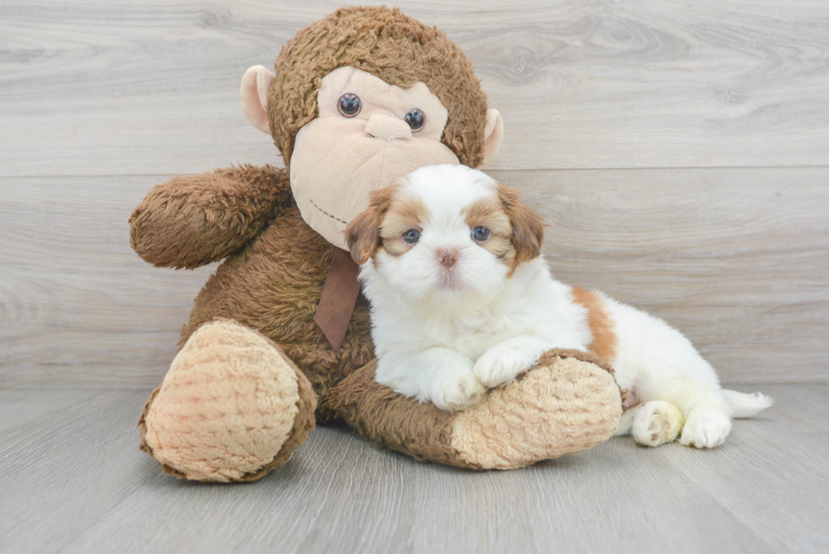 Funny Shih Tzu Gizmo: 3lb 12oz Purebred Puppy