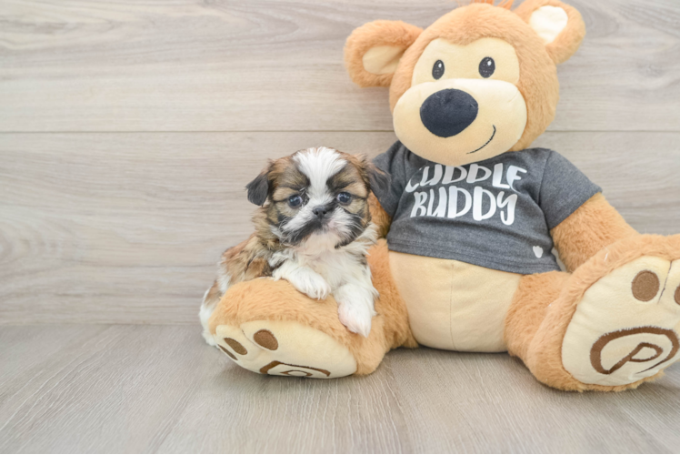 Shih Tzu Pup Being Cute