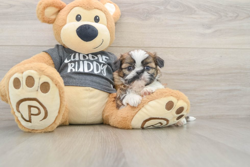 Adorable Shitzu Purebred Puppy