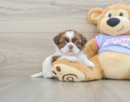 5 week old Shih Tzu Puppy For Sale - Premier Pups