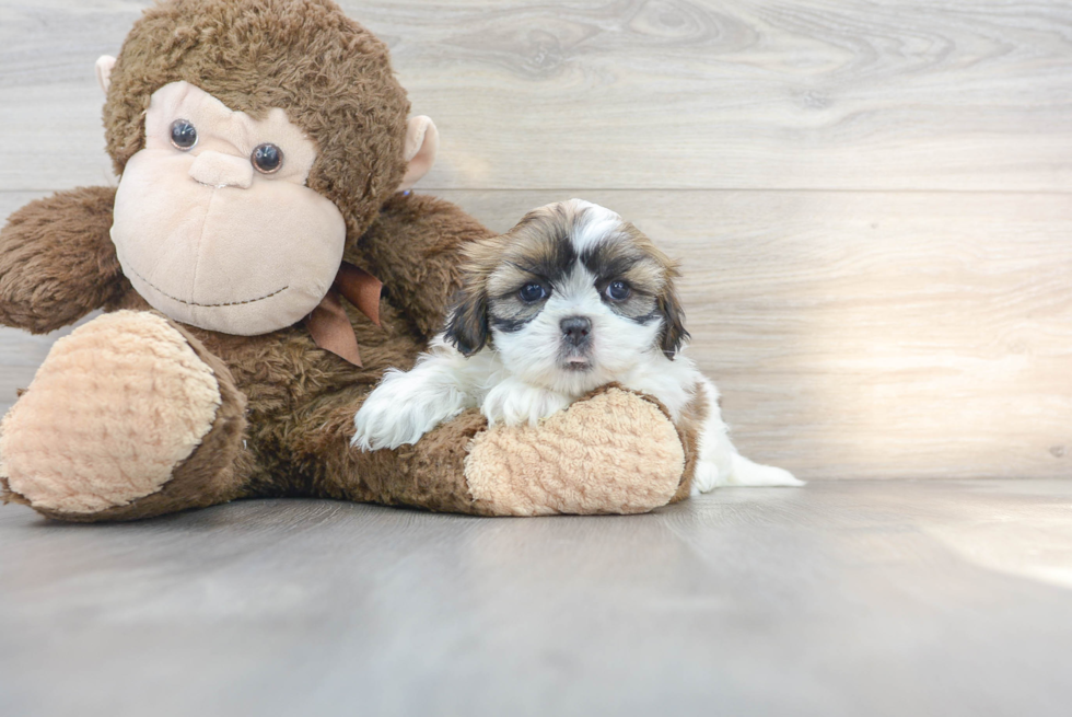 Best Shih Tzu Baby