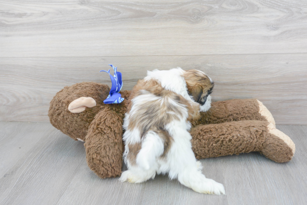 Small Shih Tzu Baby