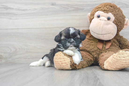 Popular Shih Tzu Baby