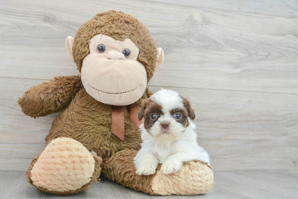 Shih Tzu Pup Being Cute