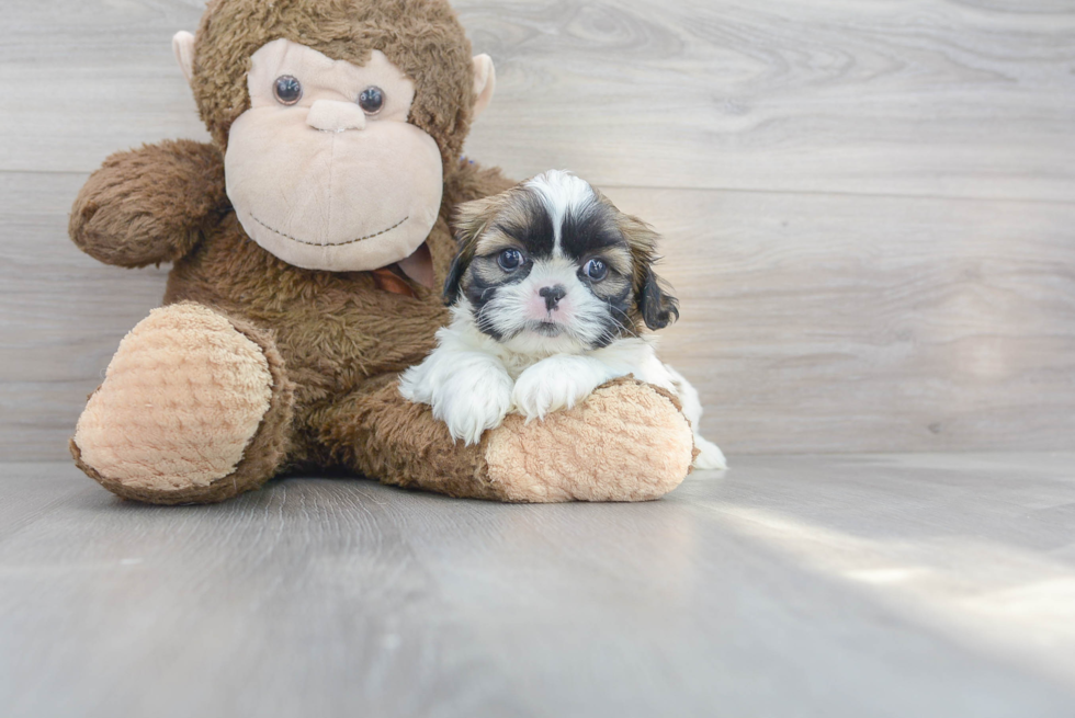 Shih Tzu Pup Being Cute