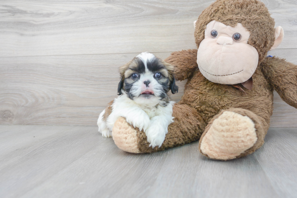 Small Shih Tzu Baby