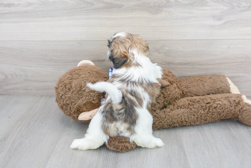 Friendly Shih Tzu Purebred Pup