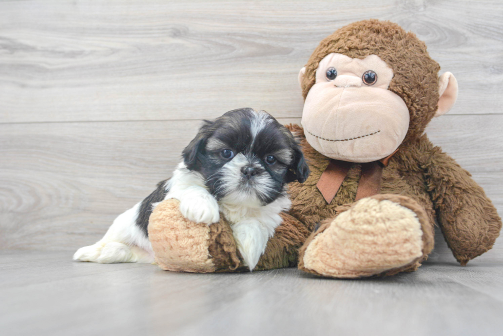 Best Shih Tzu Baby