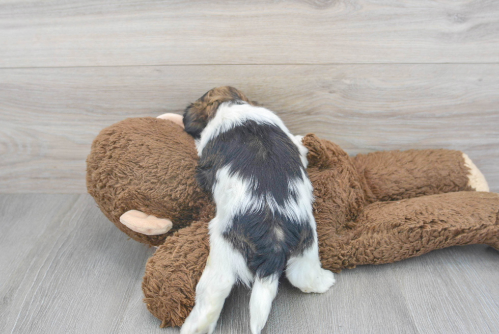 Best Shih Tzu Baby
