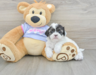 5 week old Shih Tzu Puppy For Sale - Premier Pups