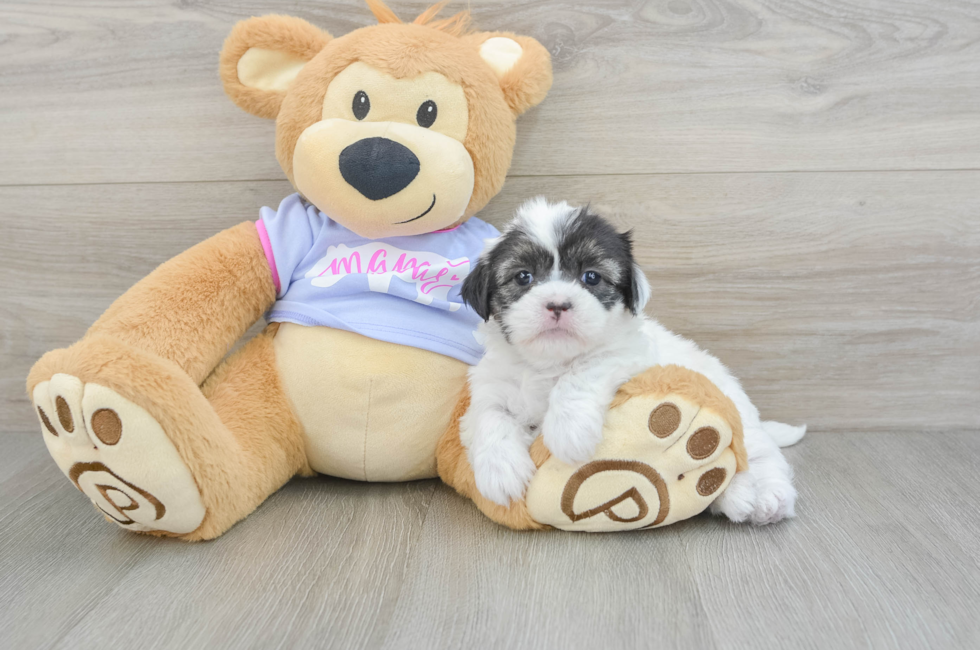 5 week old Shih Tzu Puppy For Sale - Premier Pups