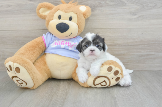 Shih Tzu Puppy for Adoption