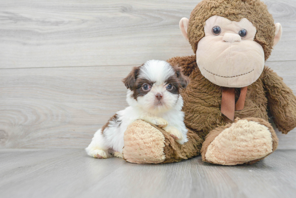 Friendly Shih Tzu Purebred Pup