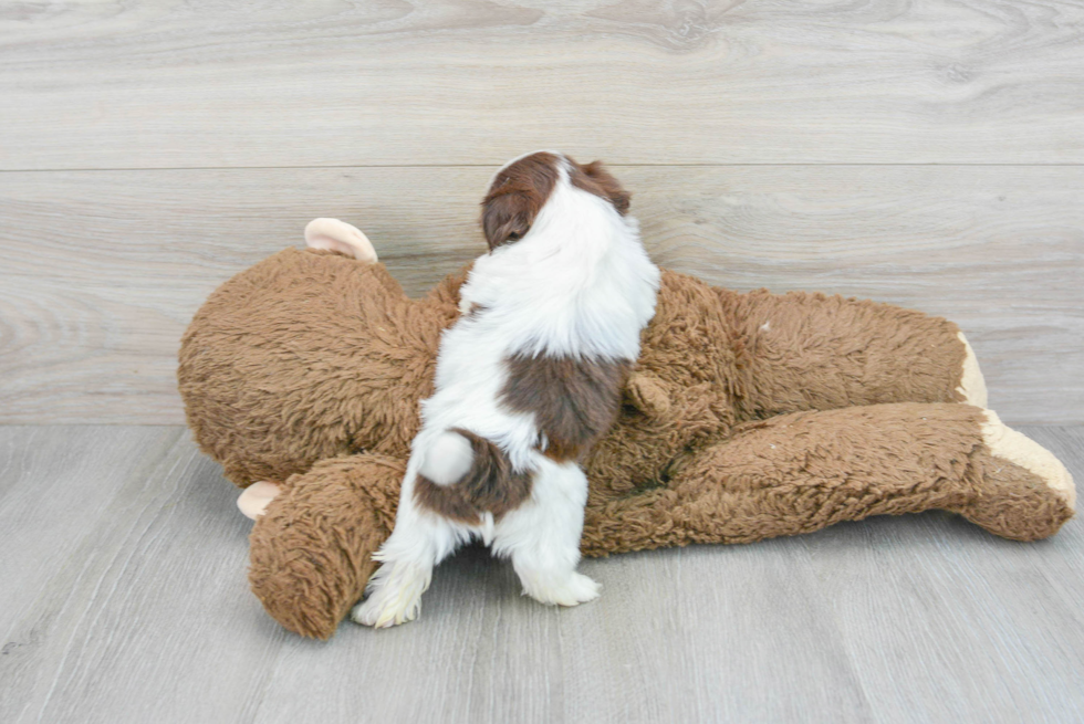 Akc Registered Shih Tzu Purebred Pup
