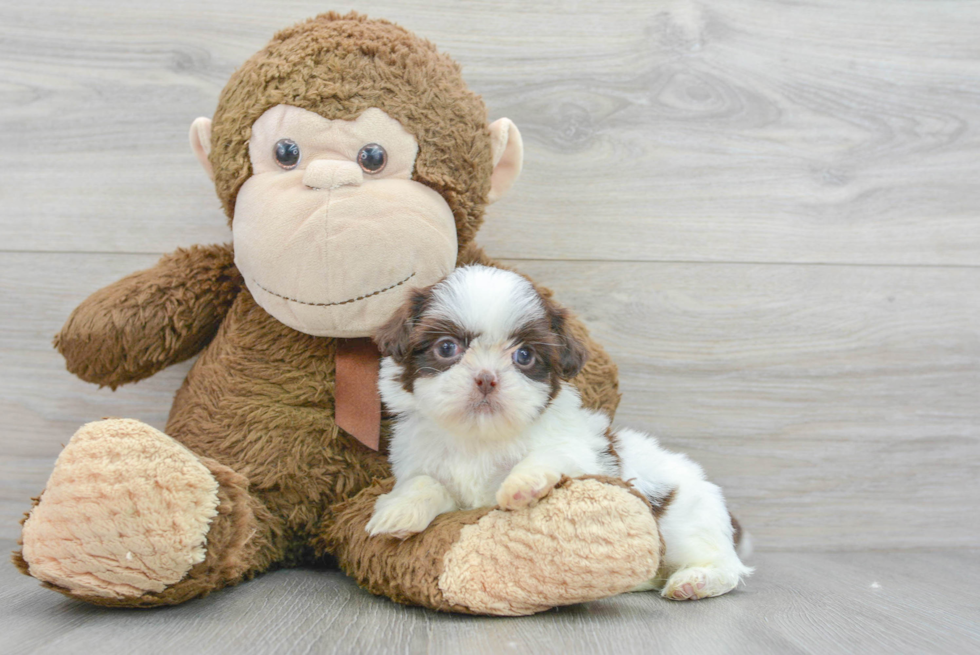 Hypoallergenic Shih Tzu Baby