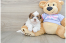 Shih Tzu Pup Being Cute