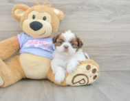 5 week old Shih Tzu Puppy For Sale - Premier Pups