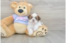 Playful Shih Tzu Baby