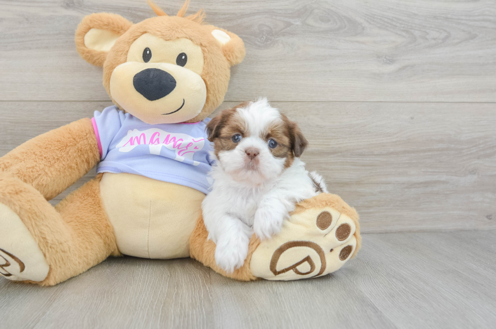 5 week old Shih Tzu Puppy For Sale - Premier Pups