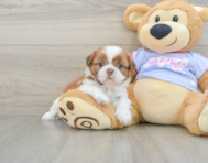 5 week old Shih Tzu Puppy For Sale - Premier Pups