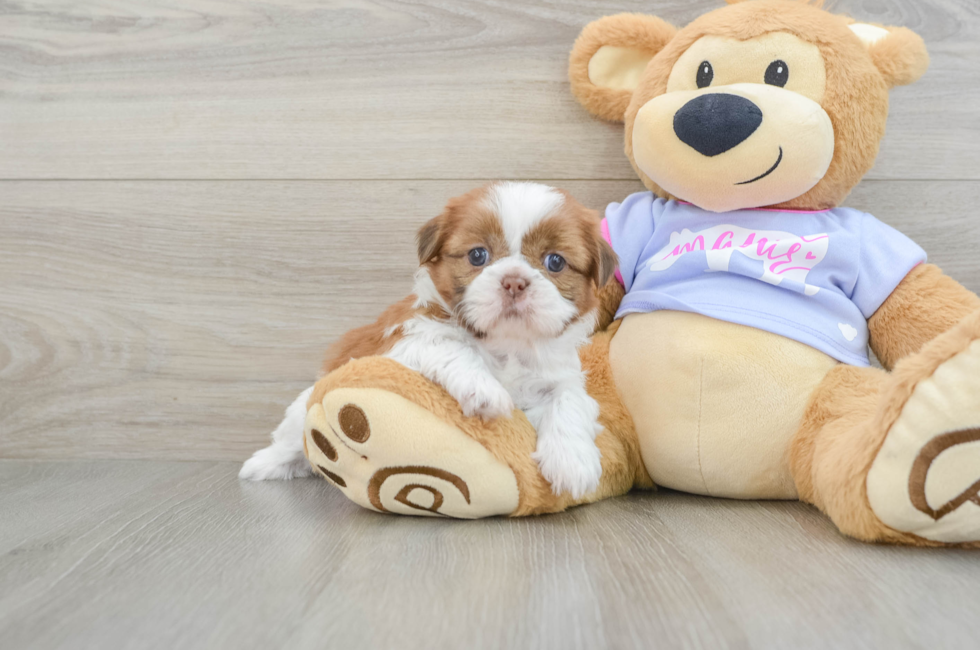 5 week old Shih Tzu Puppy For Sale - Premier Pups