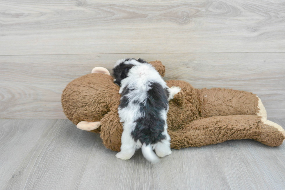 Shih Tzu Pup Being Cute