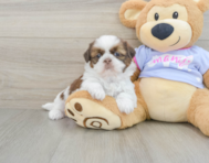 5 week old Shih Tzu Puppy For Sale - Premier Pups