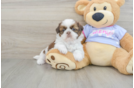 Hypoallergenic Shih Tzu Purebred Pup