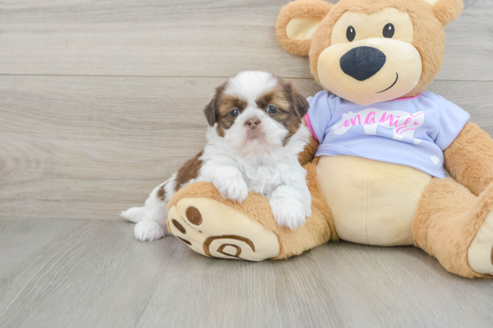 Hypoallergenic Shih Tzu Purebred Pup