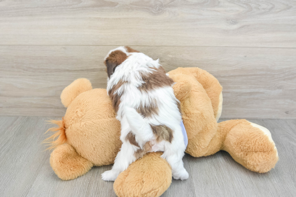 Little Shih Tzu Baby