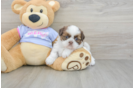 Akc Registered Shih Tzu Purebred Pup