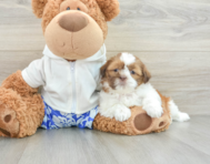 5 week old Shih Tzu Puppy For Sale - Premier Pups