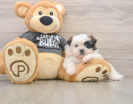 5 week old Shih Tzu Puppy For Sale - Premier Pups