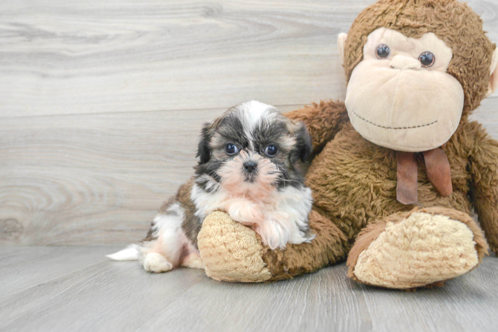 Hypoallergenic Shih Tzu Purebred Pup