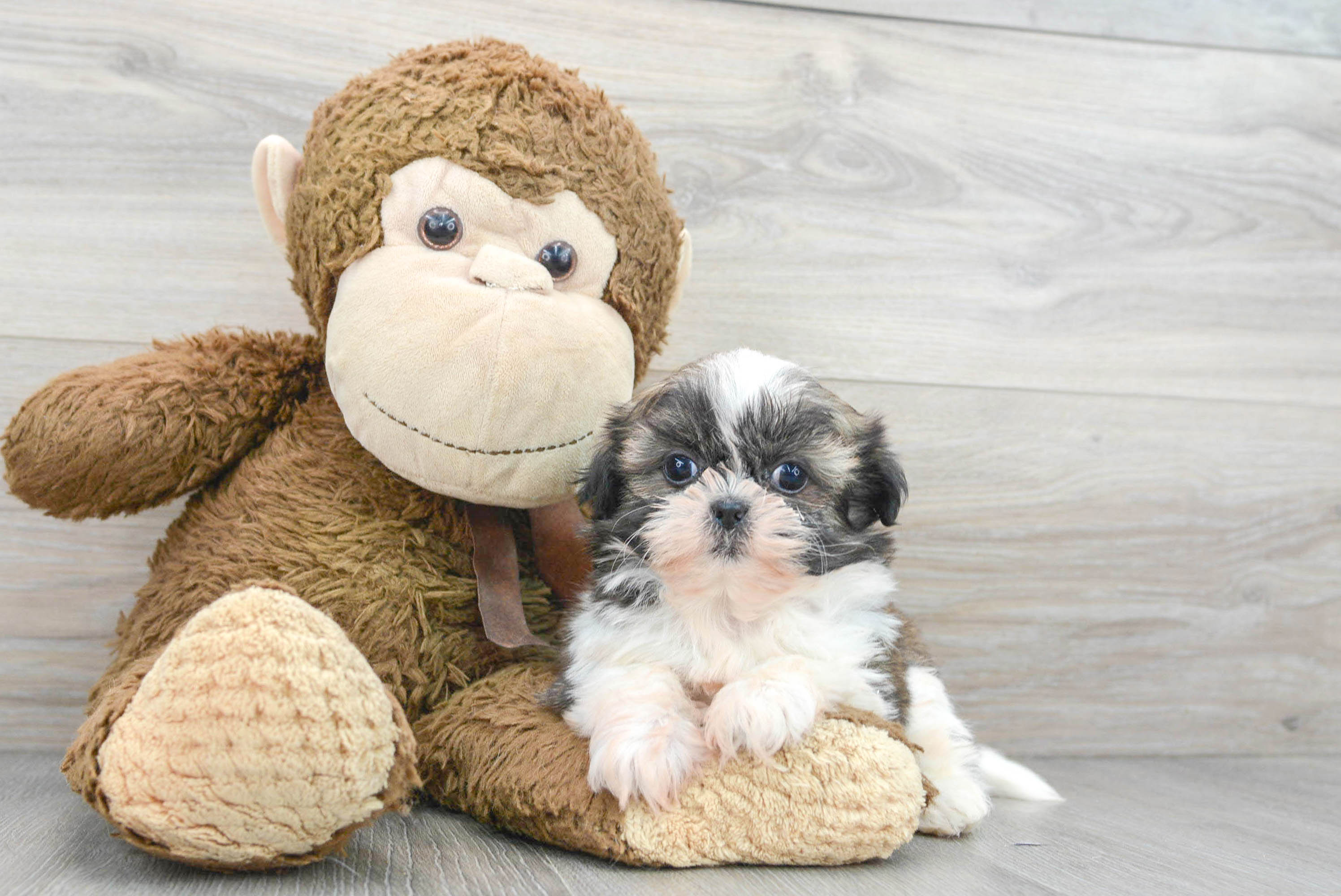 Purebred fashion shih tzu puppies