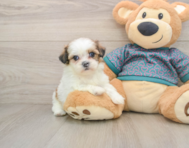 5 week old Shih Tzu Puppy For Sale - Premier Pups
