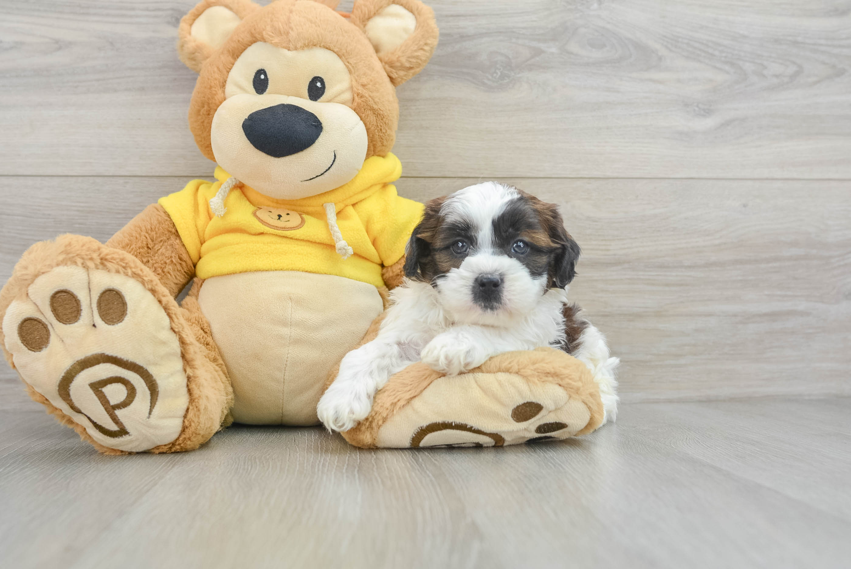 Popular Shih Tzu Purebred Pup