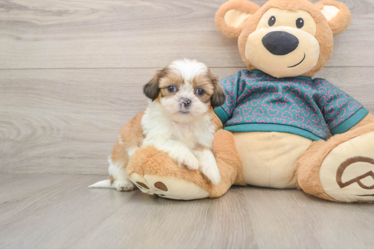 Small Shih Tzu Purebred Pup