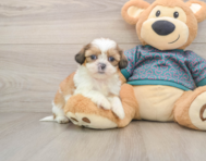 5 week old Shih Tzu Puppy For Sale - Premier Pups