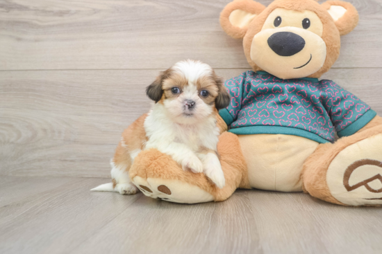 Small Shih Tzu Purebred Pup