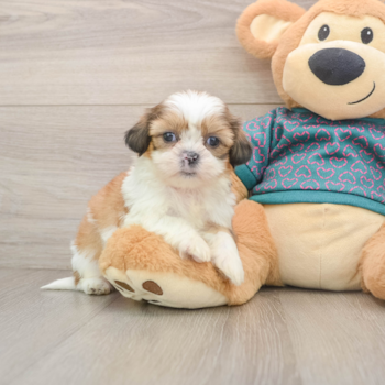 Small Shih Tzu Purebred Pup