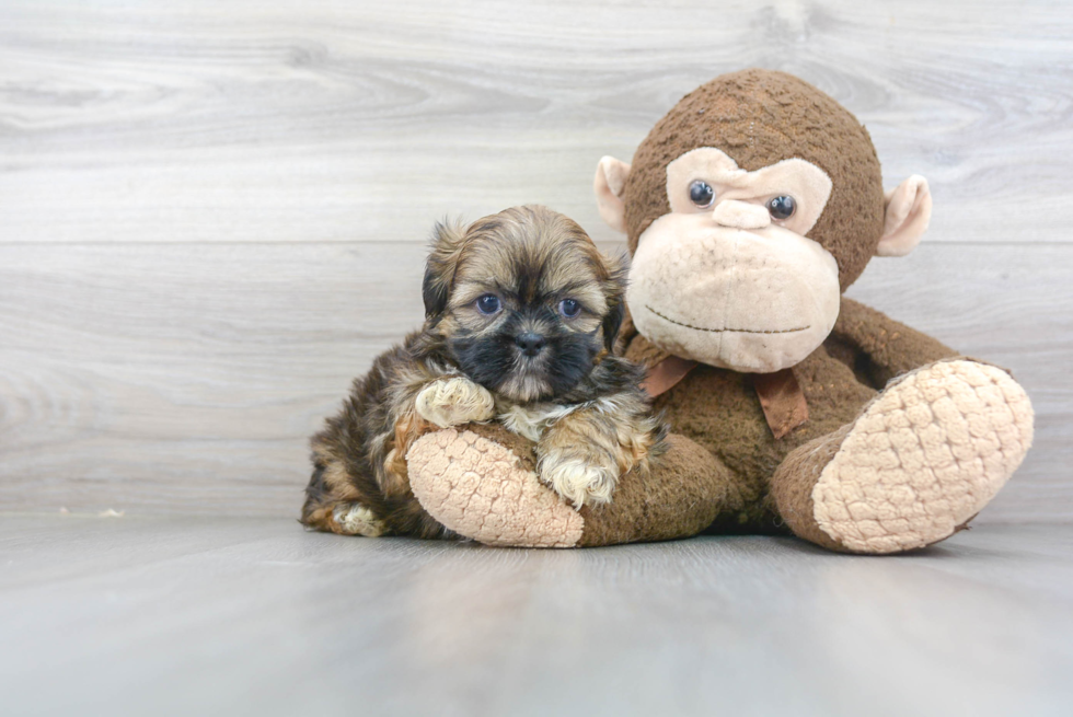 Little Shih Tzu Purebred Pup