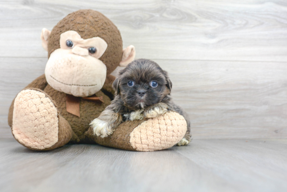 Popular Shih Tzu Purebred Pup