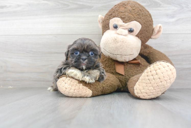 Best Shih Tzu Baby