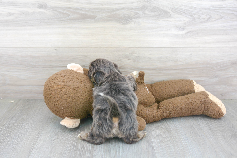 Little Shih Tzu Purebred Pup