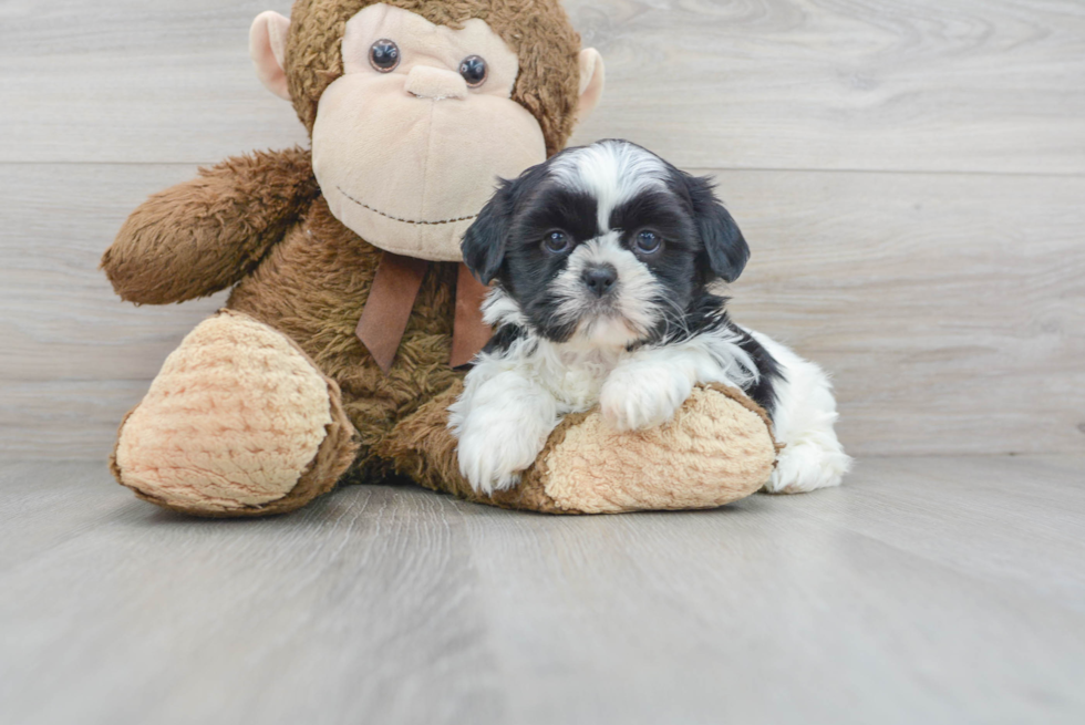 Shih Tzu Pup Being Cute