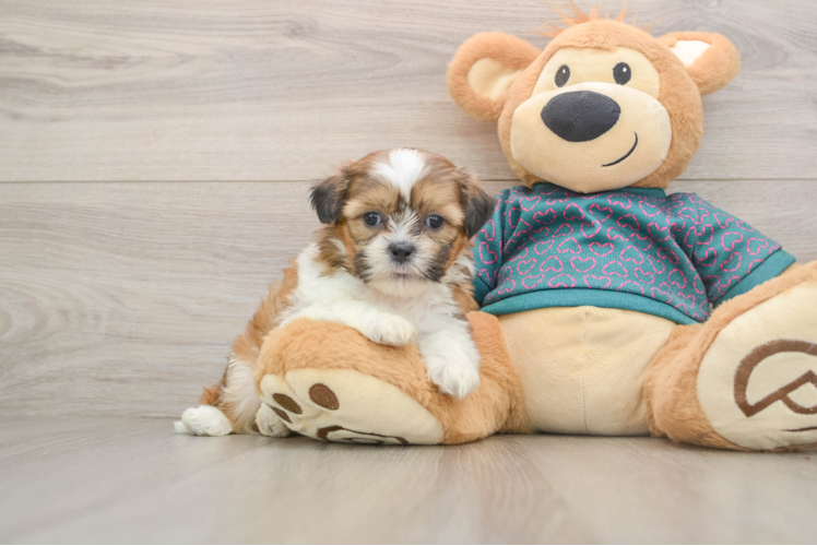 Shih Tzu Puppy for Adoption