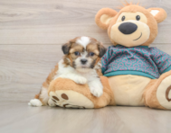 5 week old Shih Tzu Puppy For Sale - Premier Pups