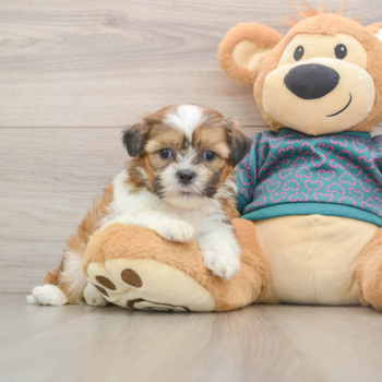 Shih Tzu Puppy for Adoption